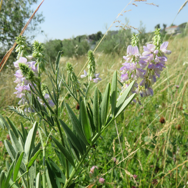 Galega officinalis foto 2