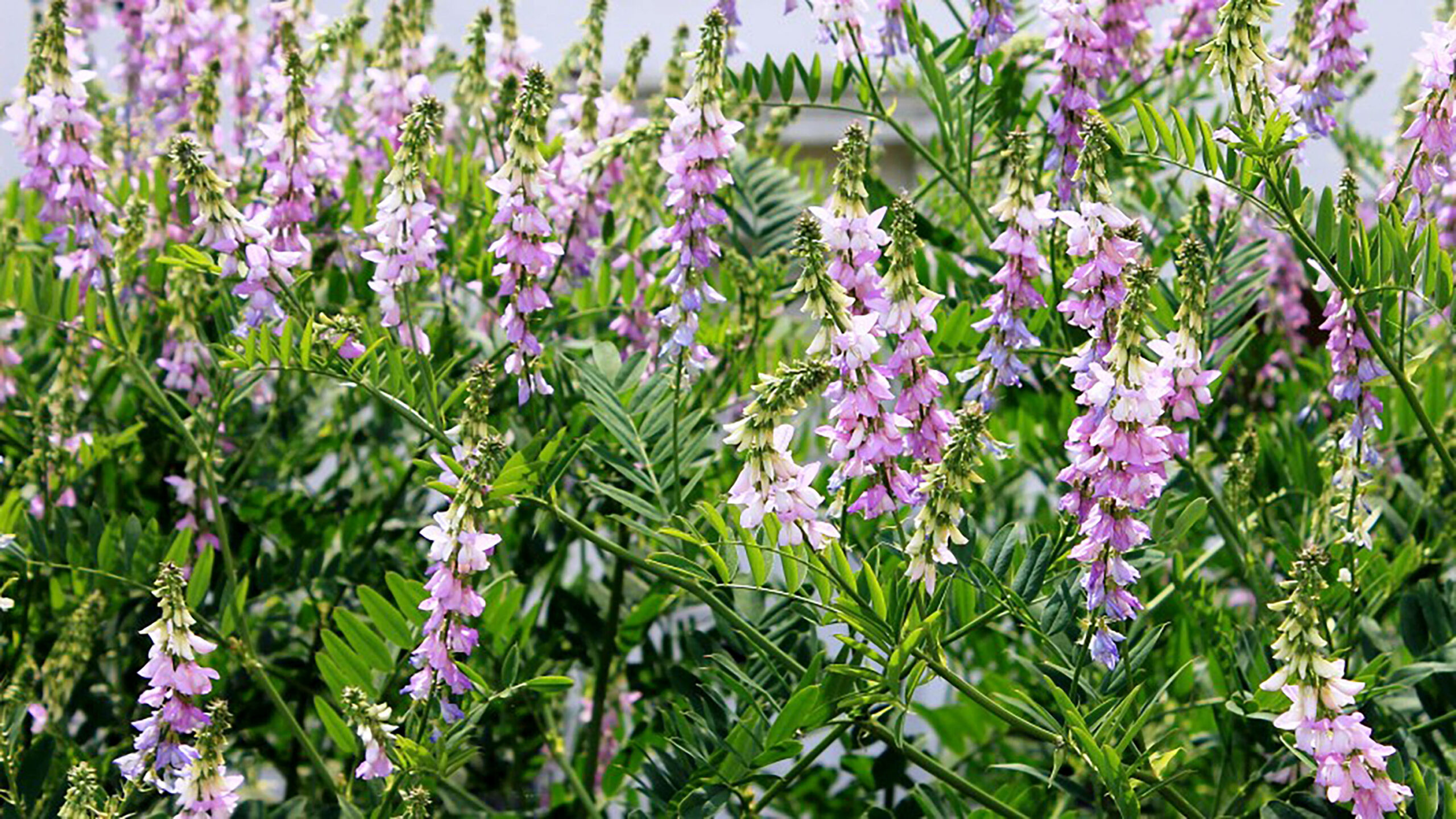 Galega_officinalis foto 3 3