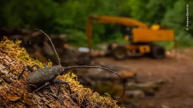 Premio fotografico...