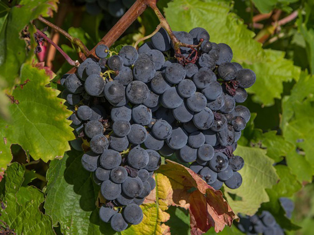 Vendemmia 2025 (1) 9